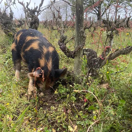 Domaine Lainault - Jasnieres